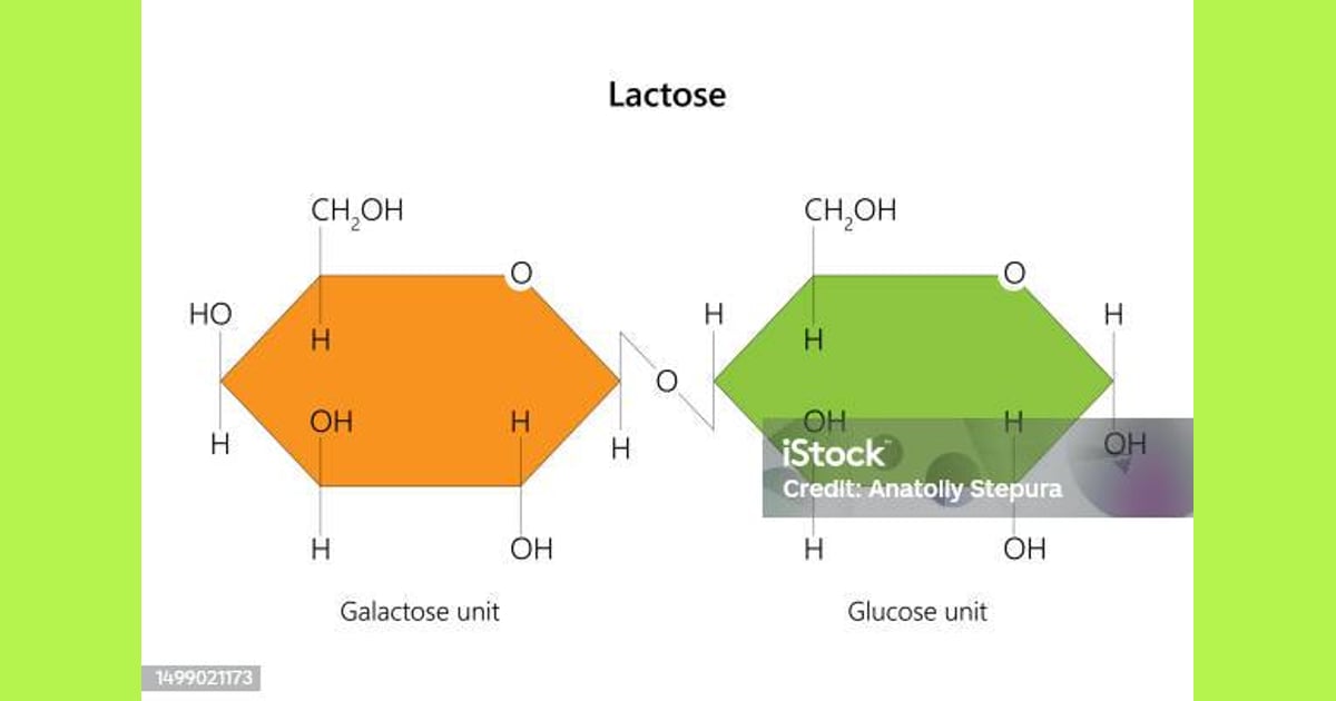 Laktosa - Laktosa Adalah Gula