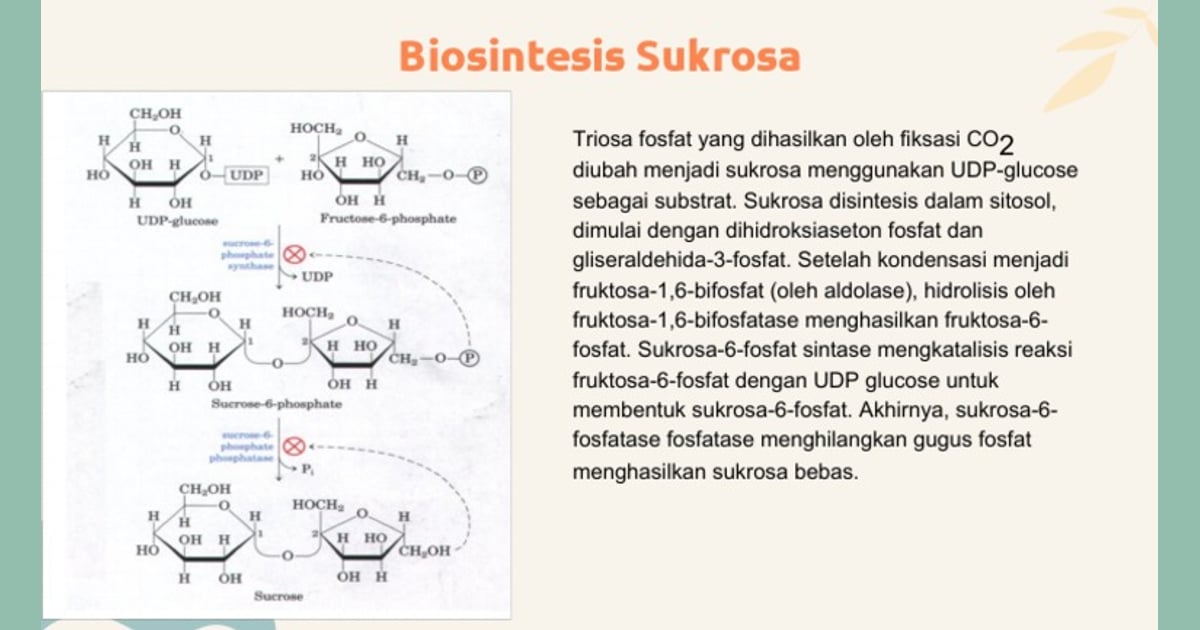 Sukrosa - Proses Biosintesis Sukrosa