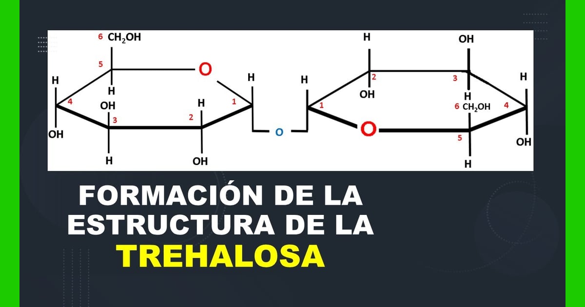 Trehalosa - Estructura De La