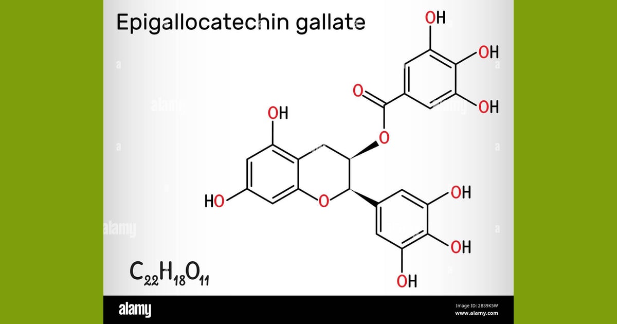 Epigalokatekin galat (EGCG) - Epigallocatechin gallate (EGCG),