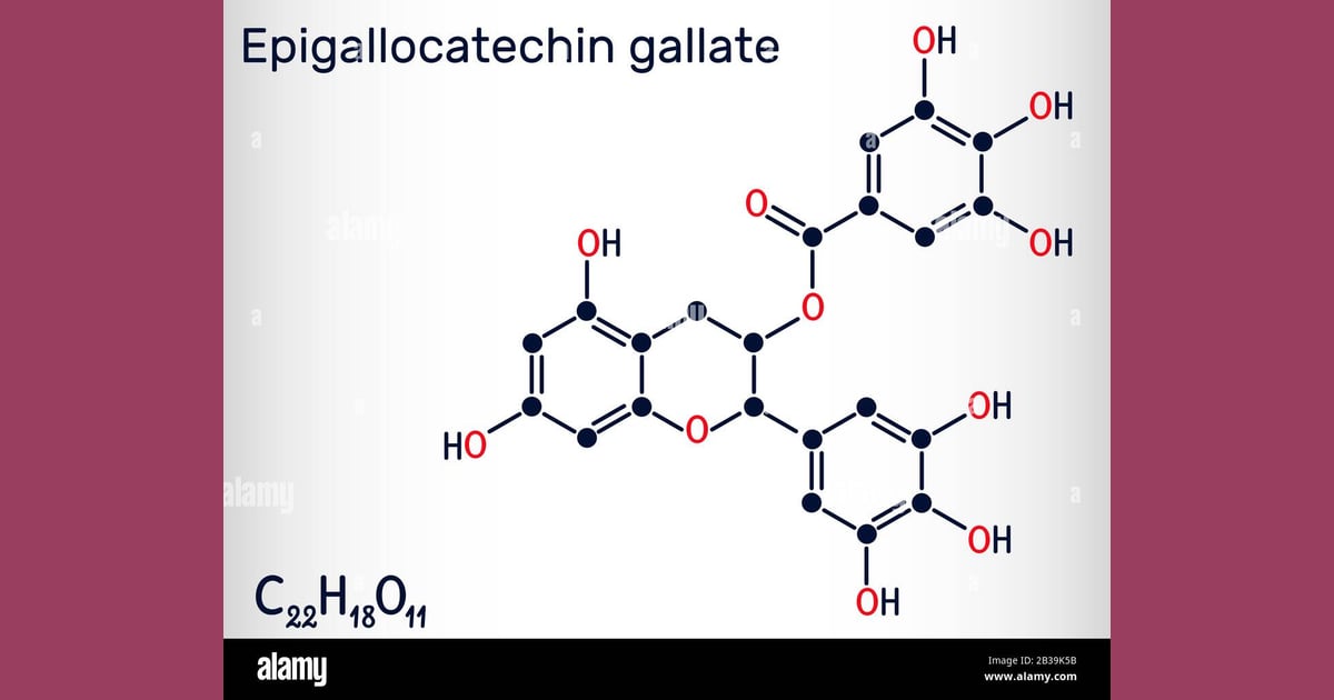 Epigalokatekin galat (EGCG) - Epigallocatechin gallate (EGCG),