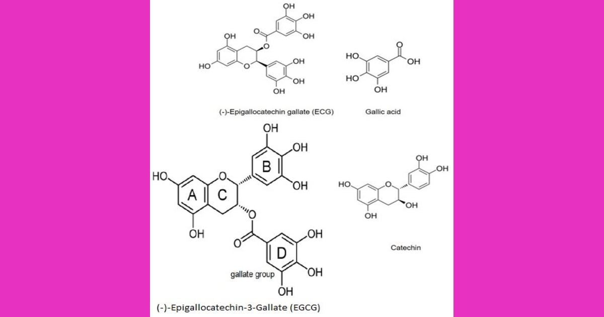 Epigalokatekin galat (EGCG) - Epigallocatechin-3-Gallate (EGCG): New