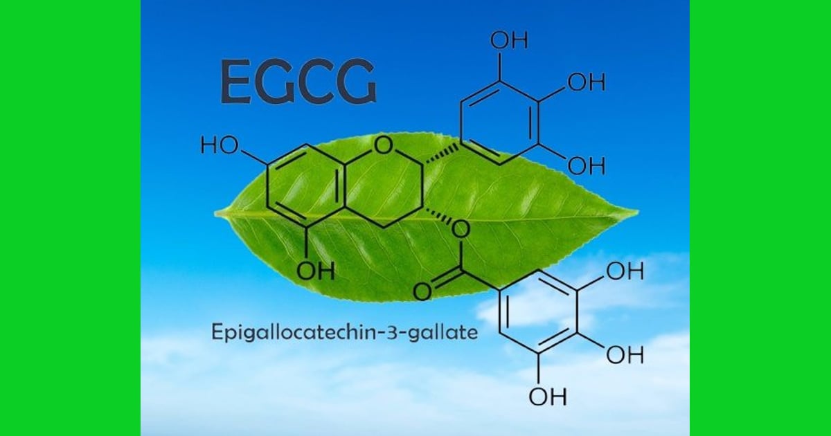 Epigalokatekin galat (EGCG) - The Comprehensive Role