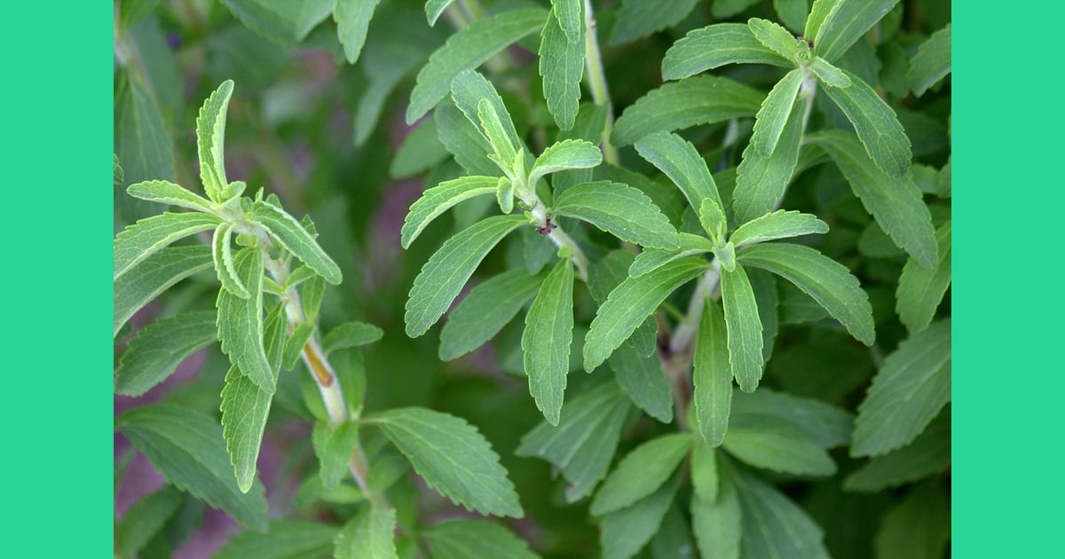 Glikosida steviol - Glikosida Steviol Apakah