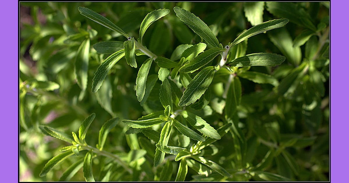 Glikosida steviol - Dari Daun Stevia