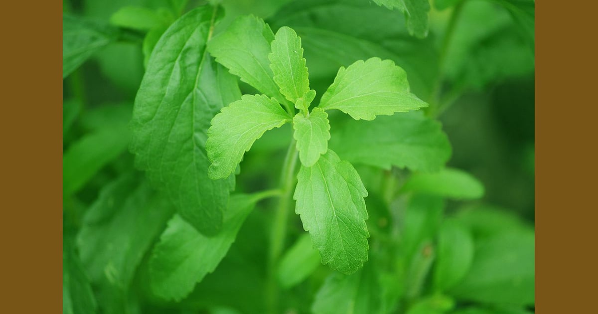 Glikosida steviol - Glikosida Steviol vs