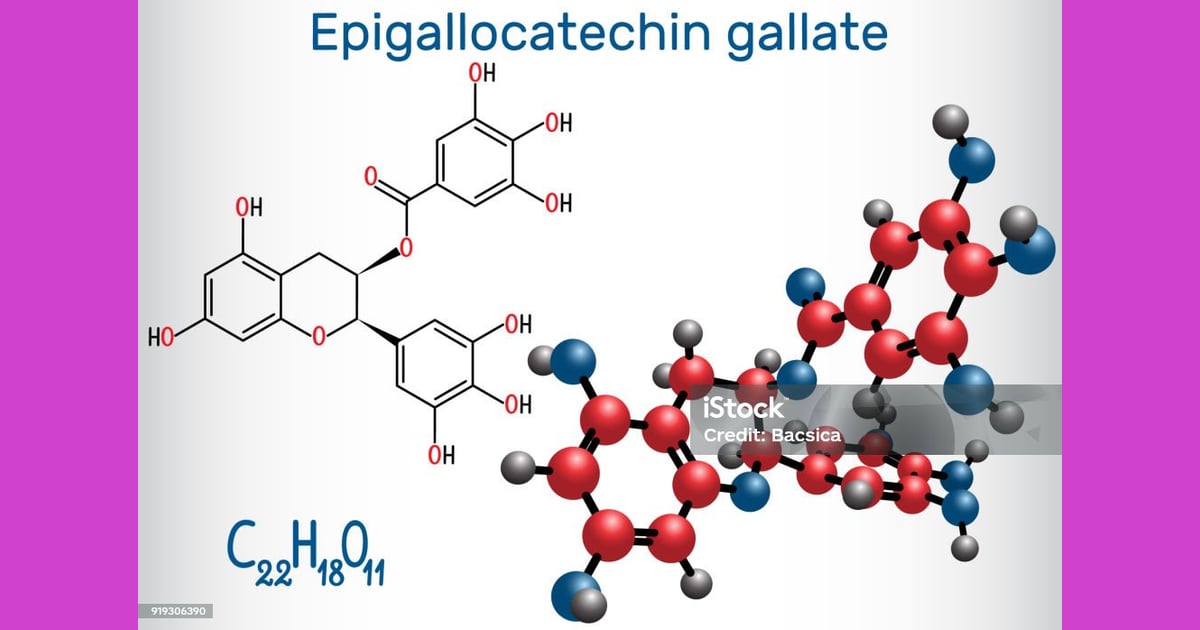 Katekin - Epigallocatechin Gallate Adalah