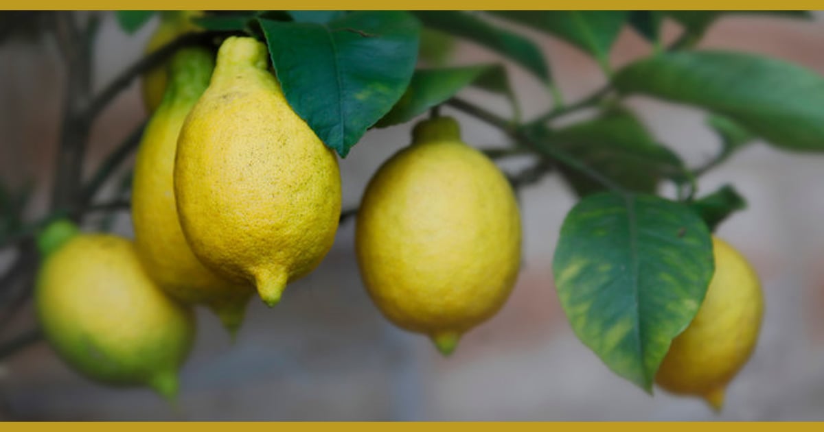 Limonen - รูปภาพLimonen – เลือกดูภาพถ่ายสต็อก