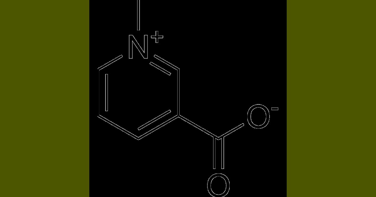 Trigonelin - Trigonelline (Trigenolline) |
