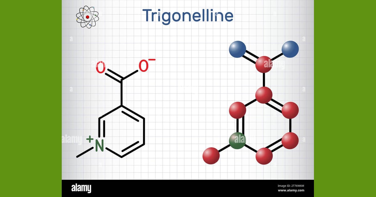 Trigonelin - Trigonelline plant alkaloid
