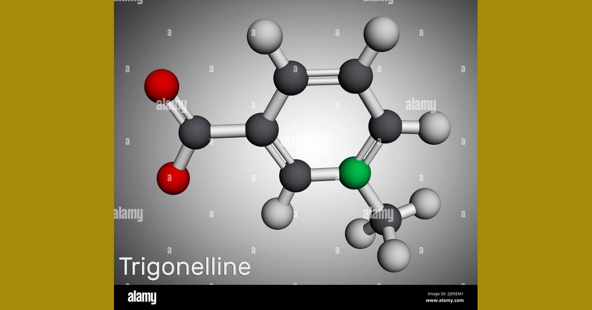 Trigonelin - Trigonelline plant alkaloid