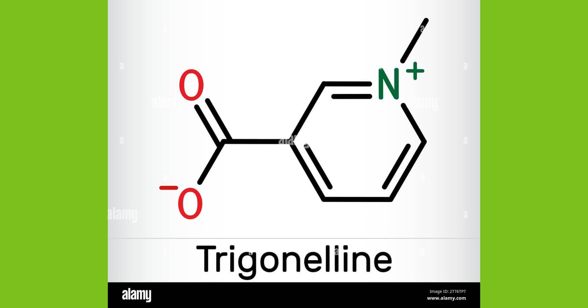 Trigonelin - Trigonelline plant alkaloid