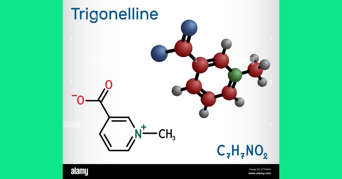 Trigonelin - Trigonelline plant alkaloid
